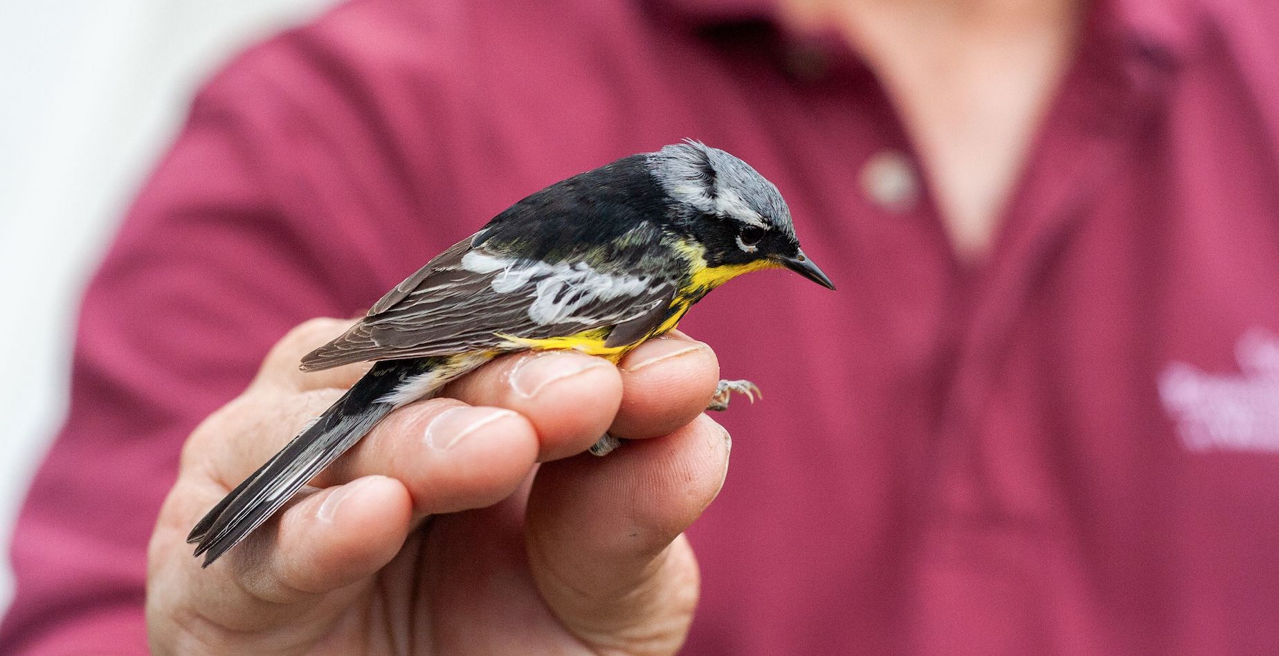 Close-up of small gray and yellow bird caught for banding