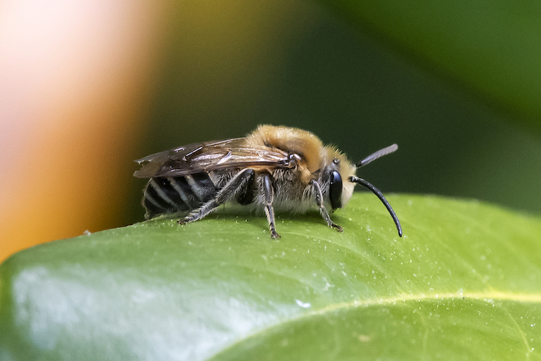 native bee on a leaf