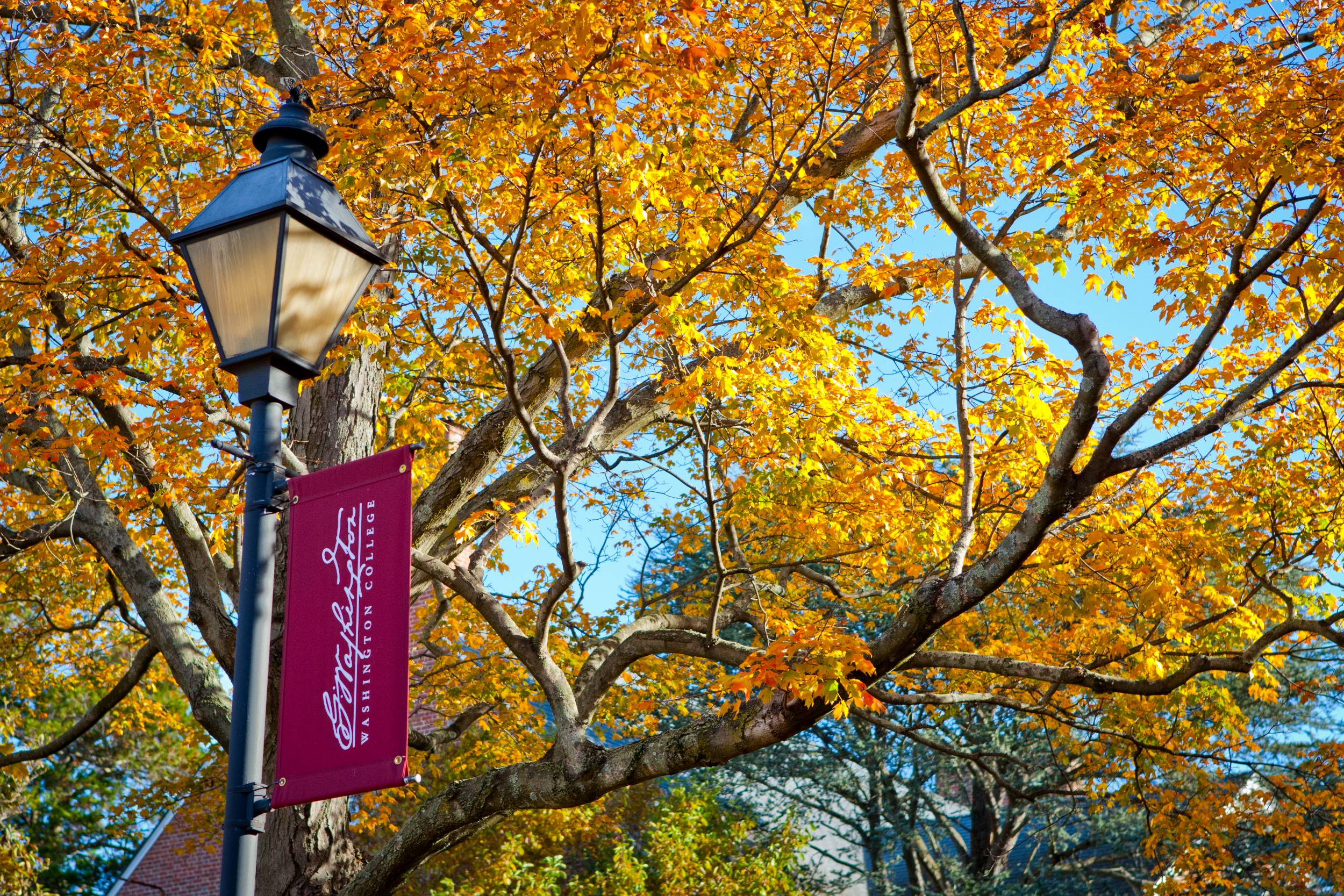 Washington College campus in autumn with orange leaves and a lamppost bearing a Washington College flag.