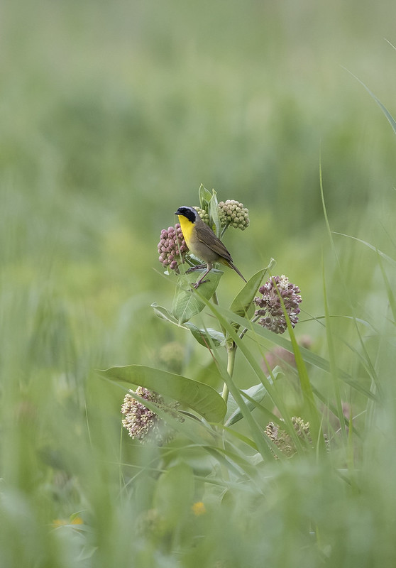 ces_grasslands_bird