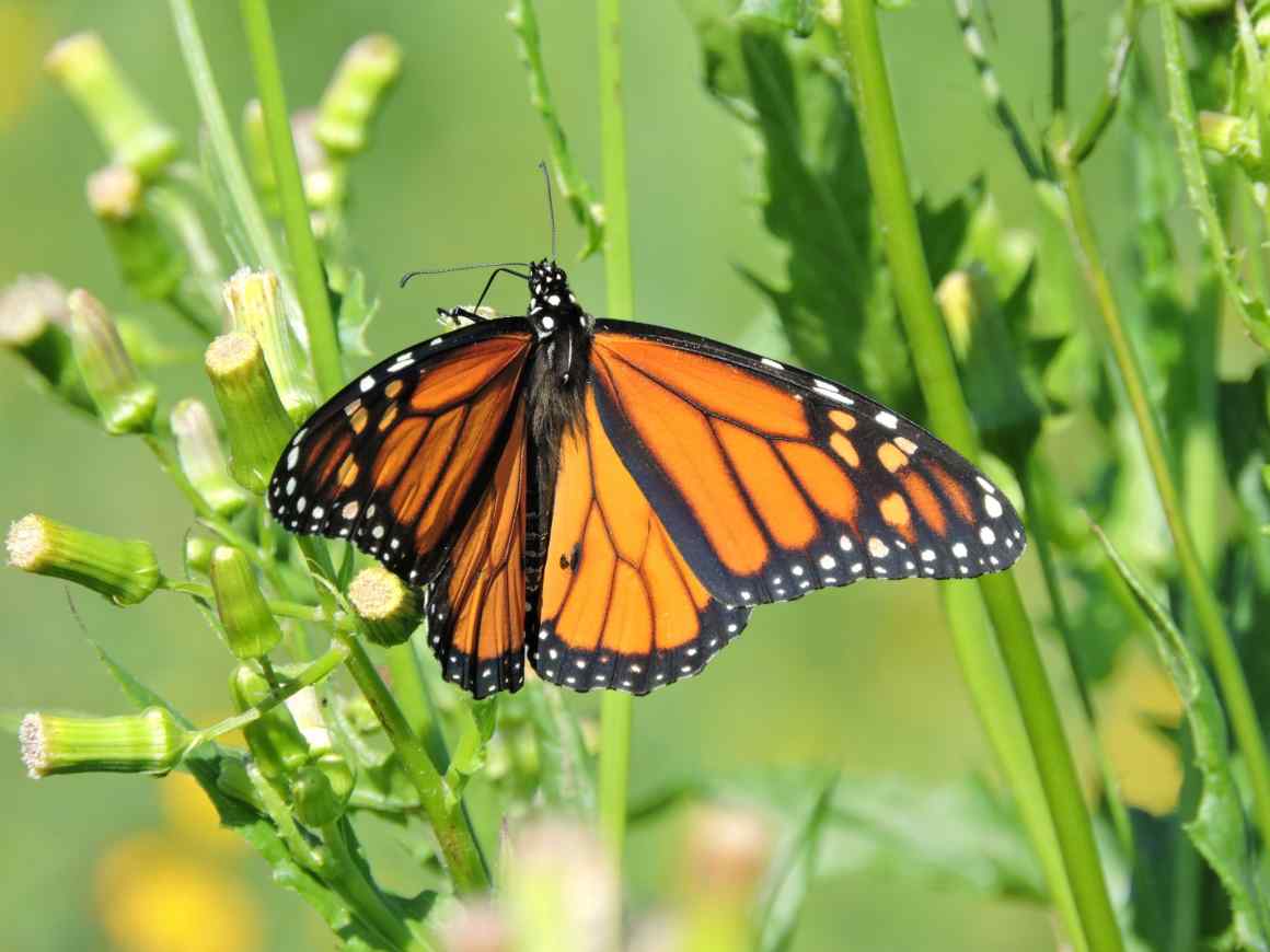 ces-monarch