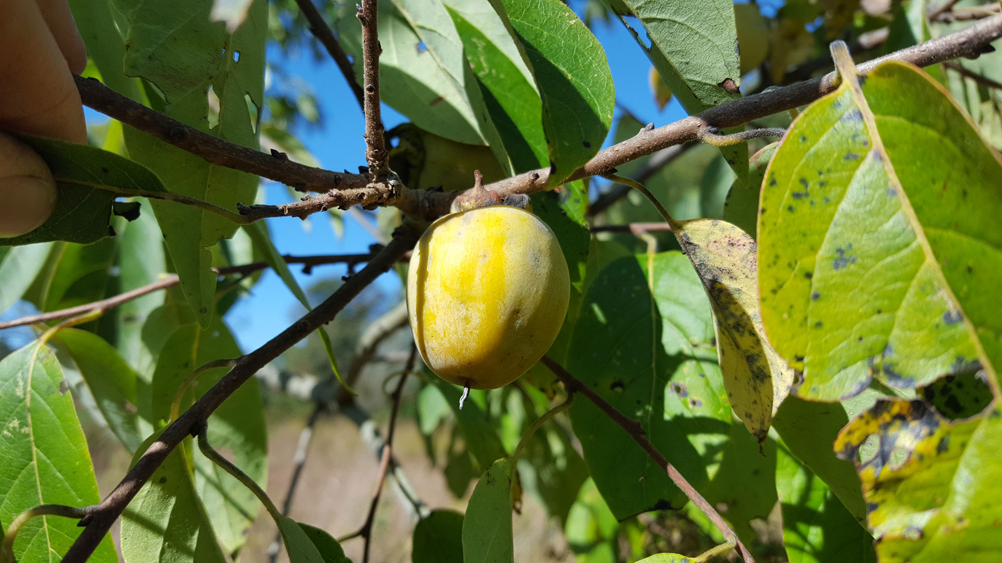 American Persimmon