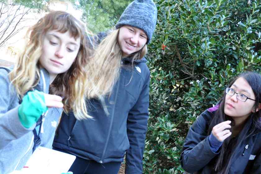Three female students look for edible greens around campus