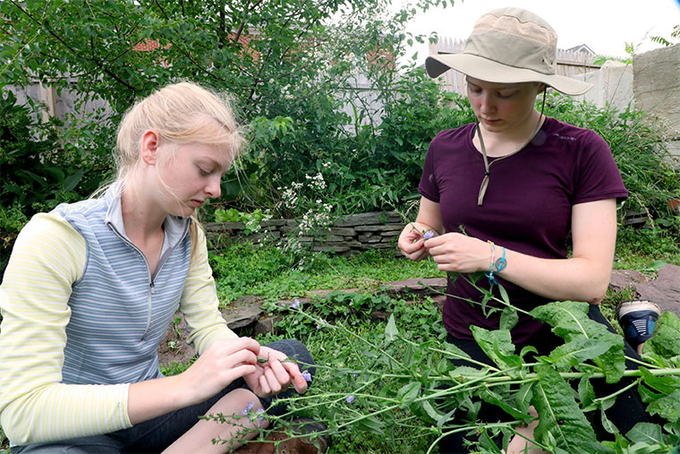 Food Initiative interns Nicole Hatfield ’21 and Analiese Bush ’22 harvest chicory in the campus garden. The young leaves can be used as salad greens, the flowers as garnish, and the roots cleaned, chopped and roasted as a coffee substitute.