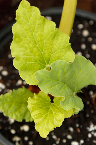 Rhubarb leaf