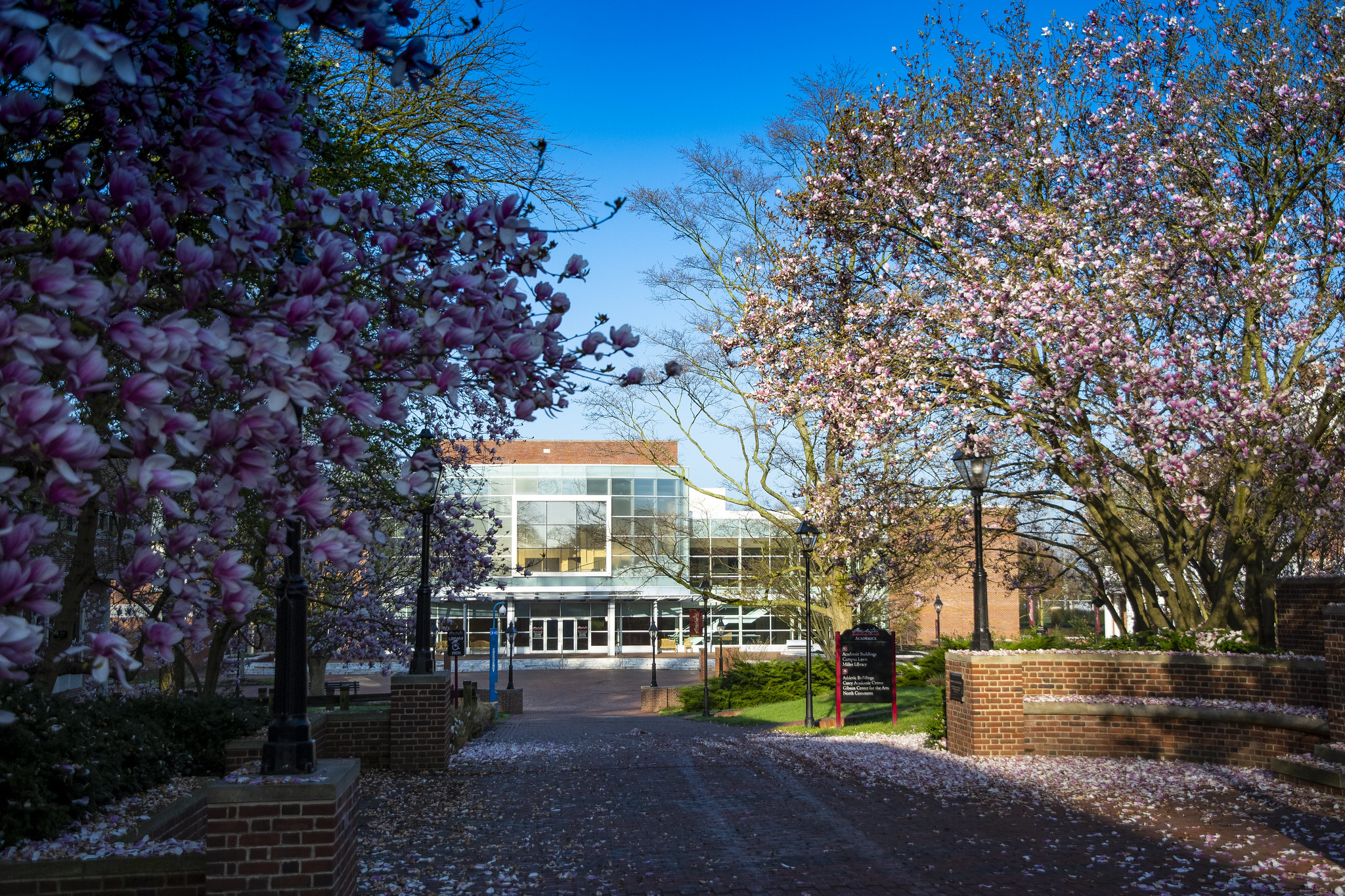 Washington College campus in spring