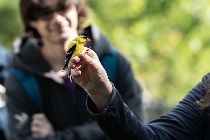Maren Gimpel holds a goldfinch during World Migratory Bird Day celebrations at Washington College's River and Field Campus.