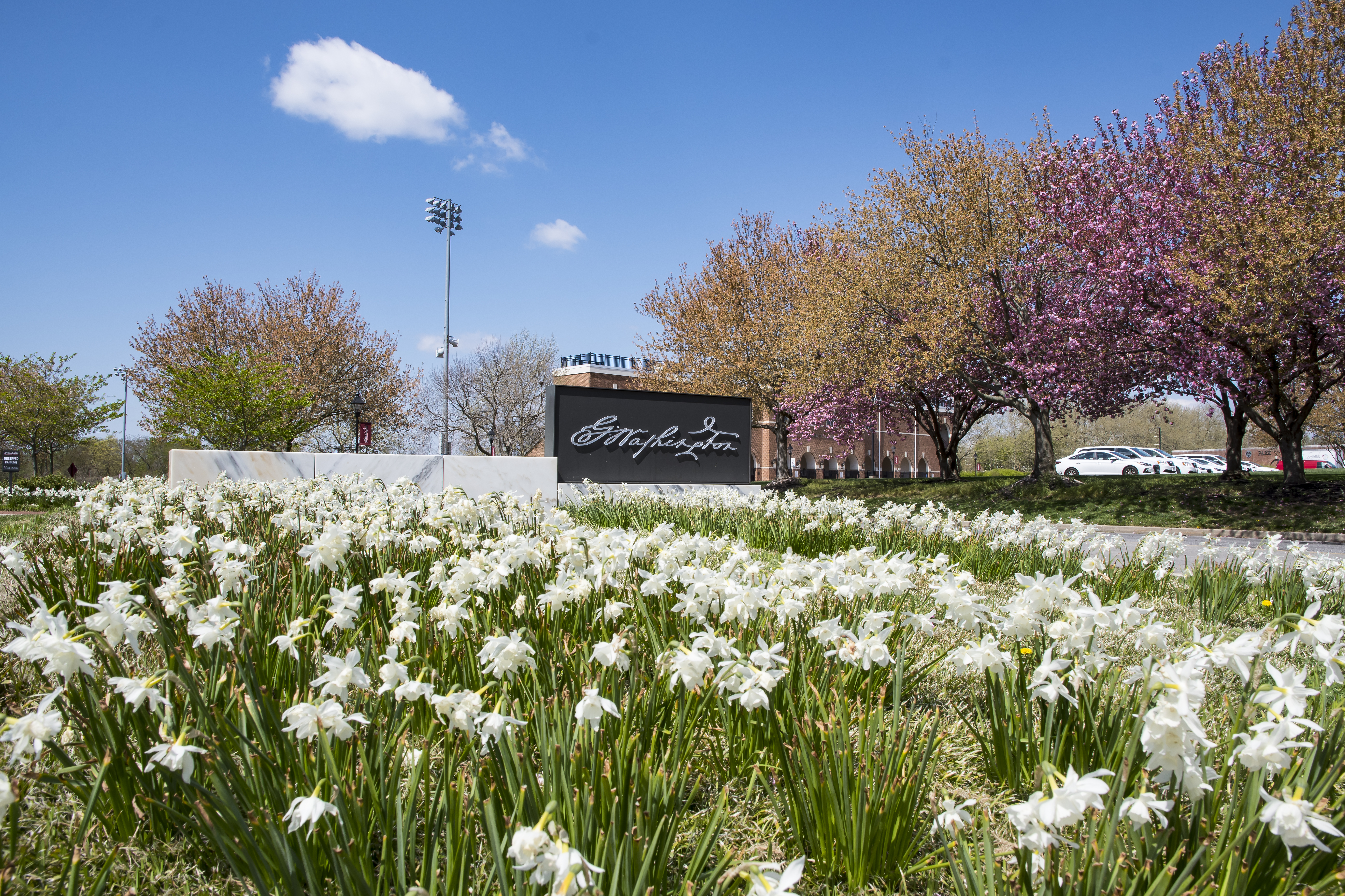 A Washington College sign sits in a patch of white flowers