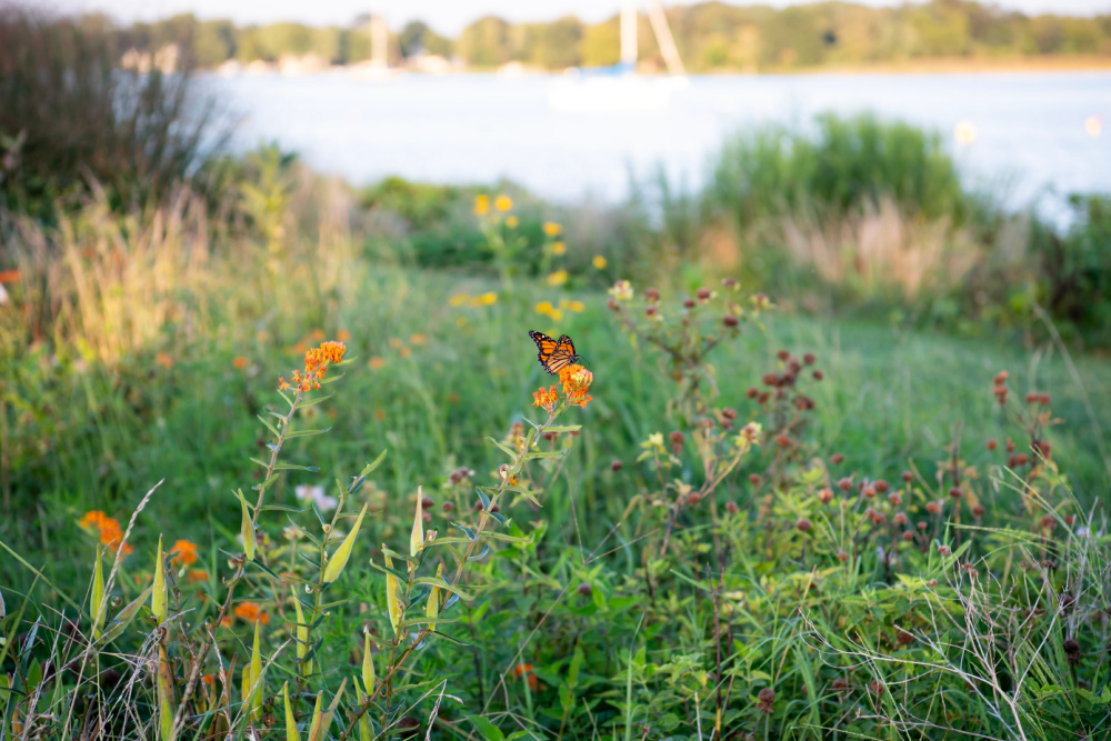 Washington College's waterfront campus is beautiful in the summer.