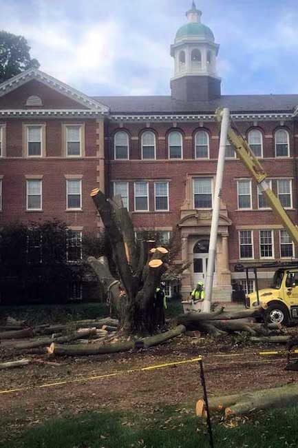 Beech tree removal