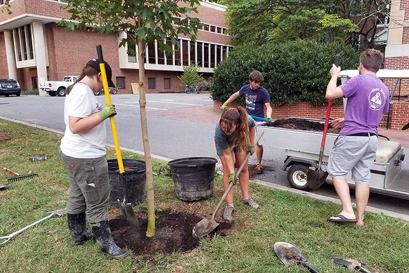 Campus Garden club plants sugar maples near Daly Hall.