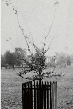 Elm Tree in 1934.