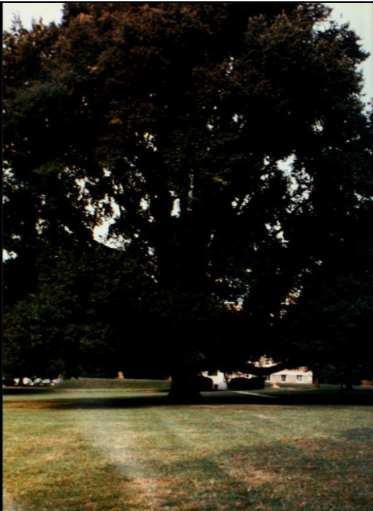 Washington College Elm tree before it's death.