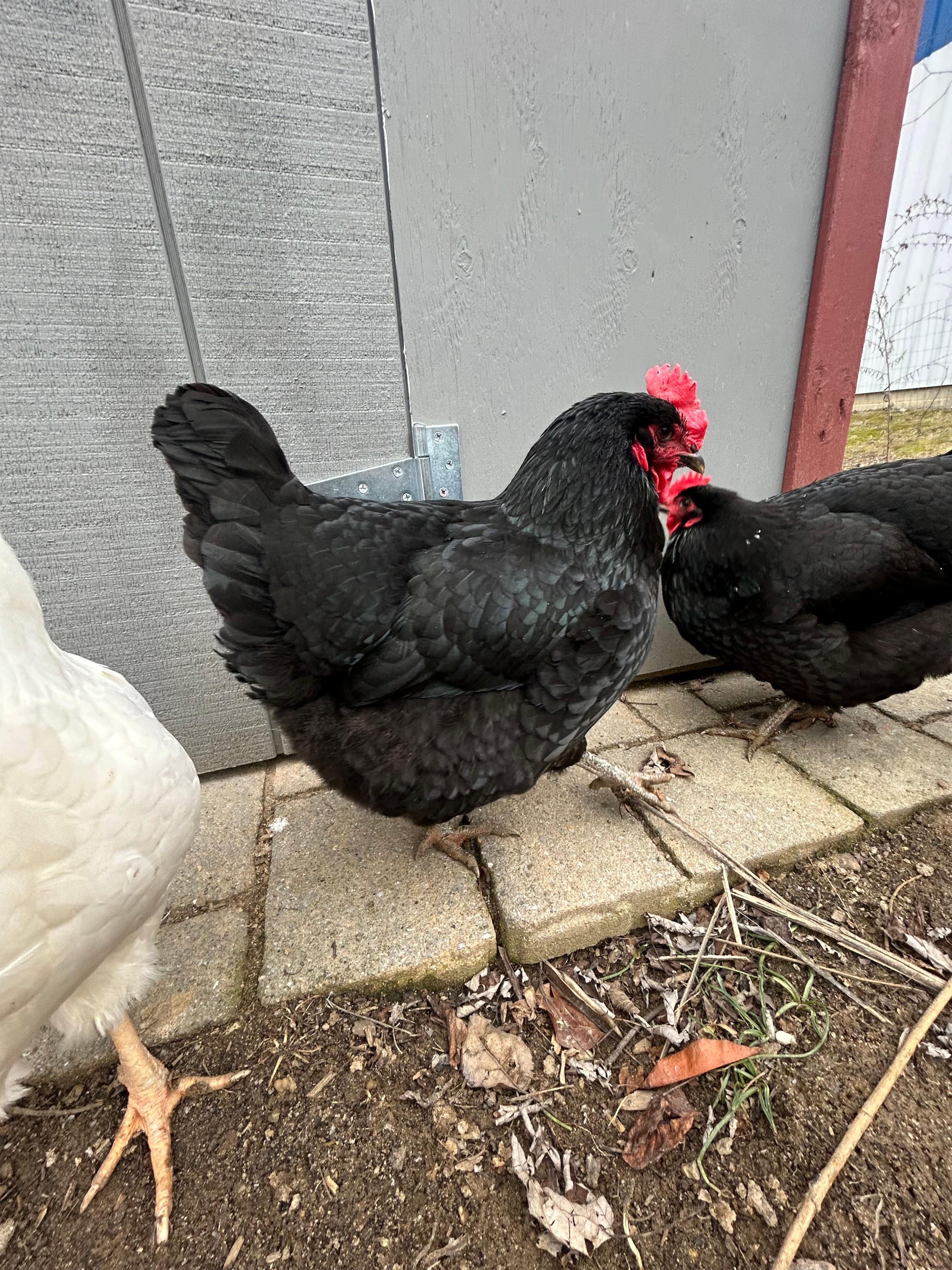 An adult black chicken with bright red comb and wattles.