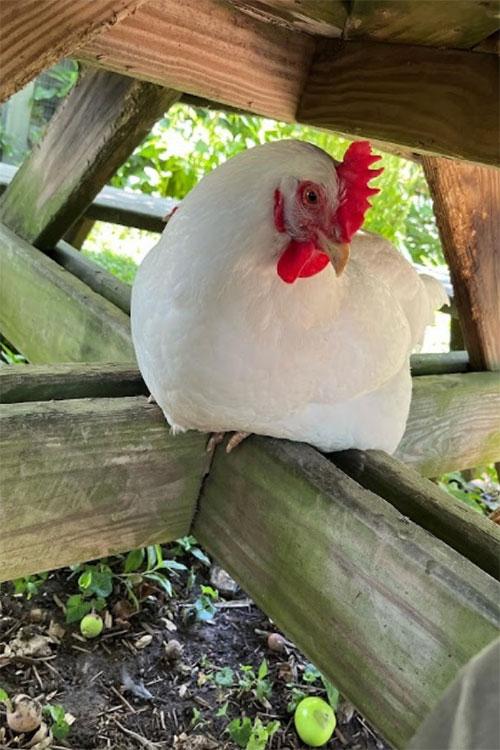 Margo (White Leghorn)