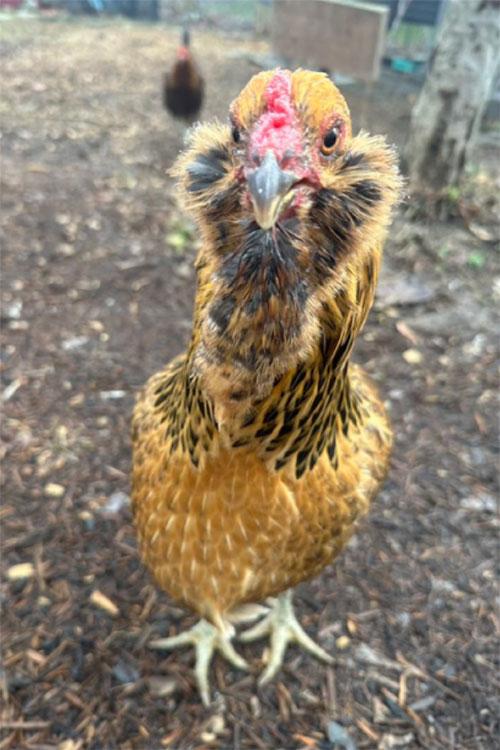 Jungle Boogie (Ameraucana Easter-egger)