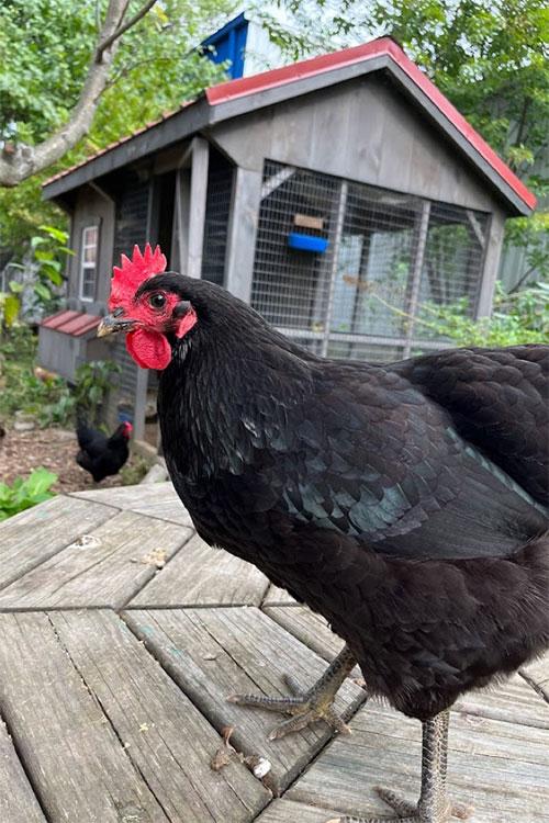 Cate (Black Jersey Giant)