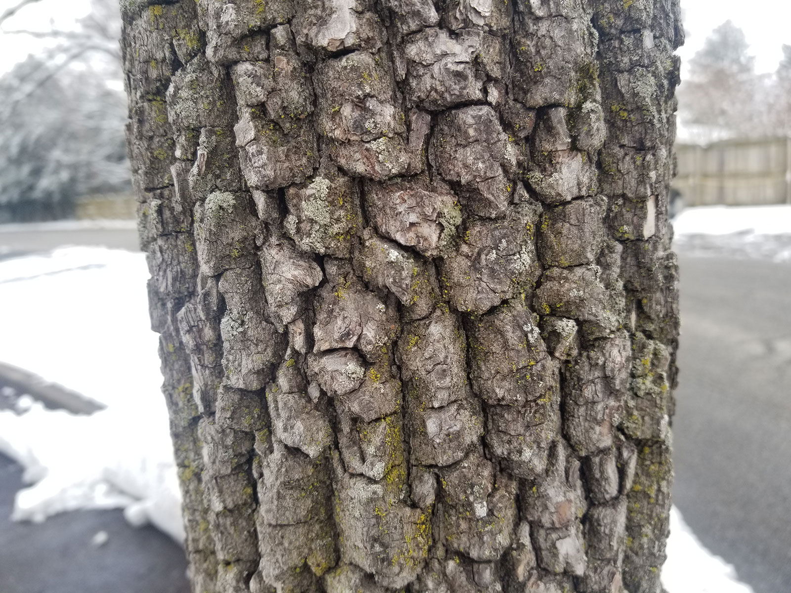 American persimmon bark