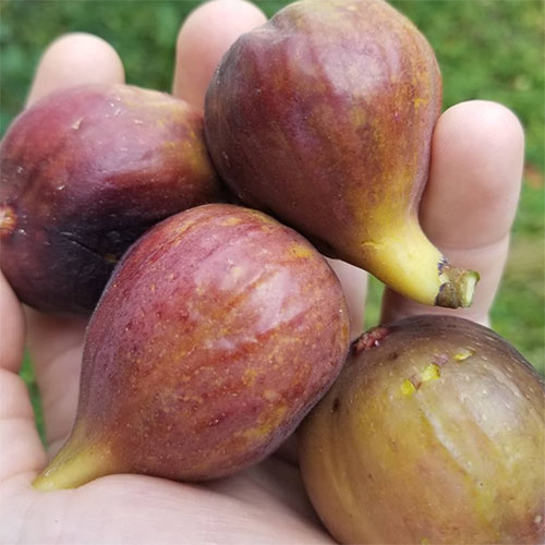 Figs