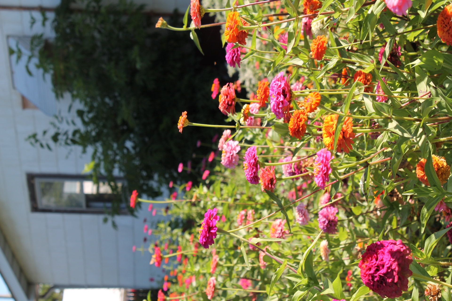 The zinnia patch in Washington College's Campus Garden. 