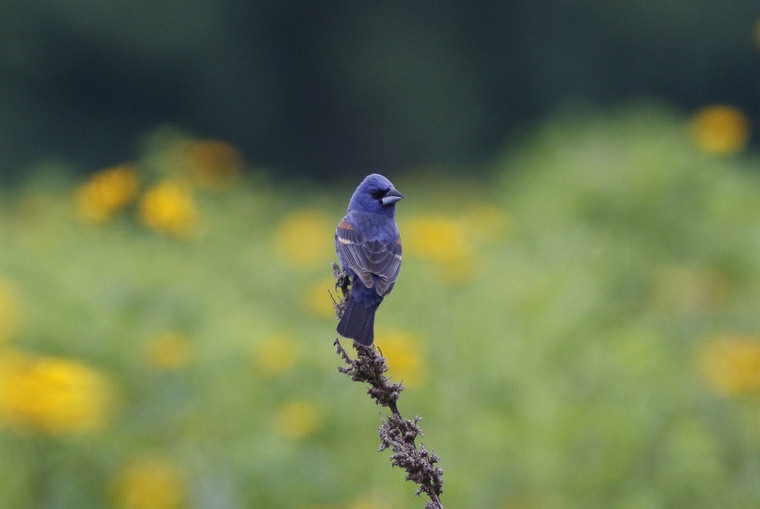 A Blue Grosbeak on Washington College's campus. The campus recently received a High Flyer certification as a Bird Campus for its conservation efforts. 