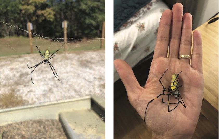 Joro Spiders spotted in Maryland
