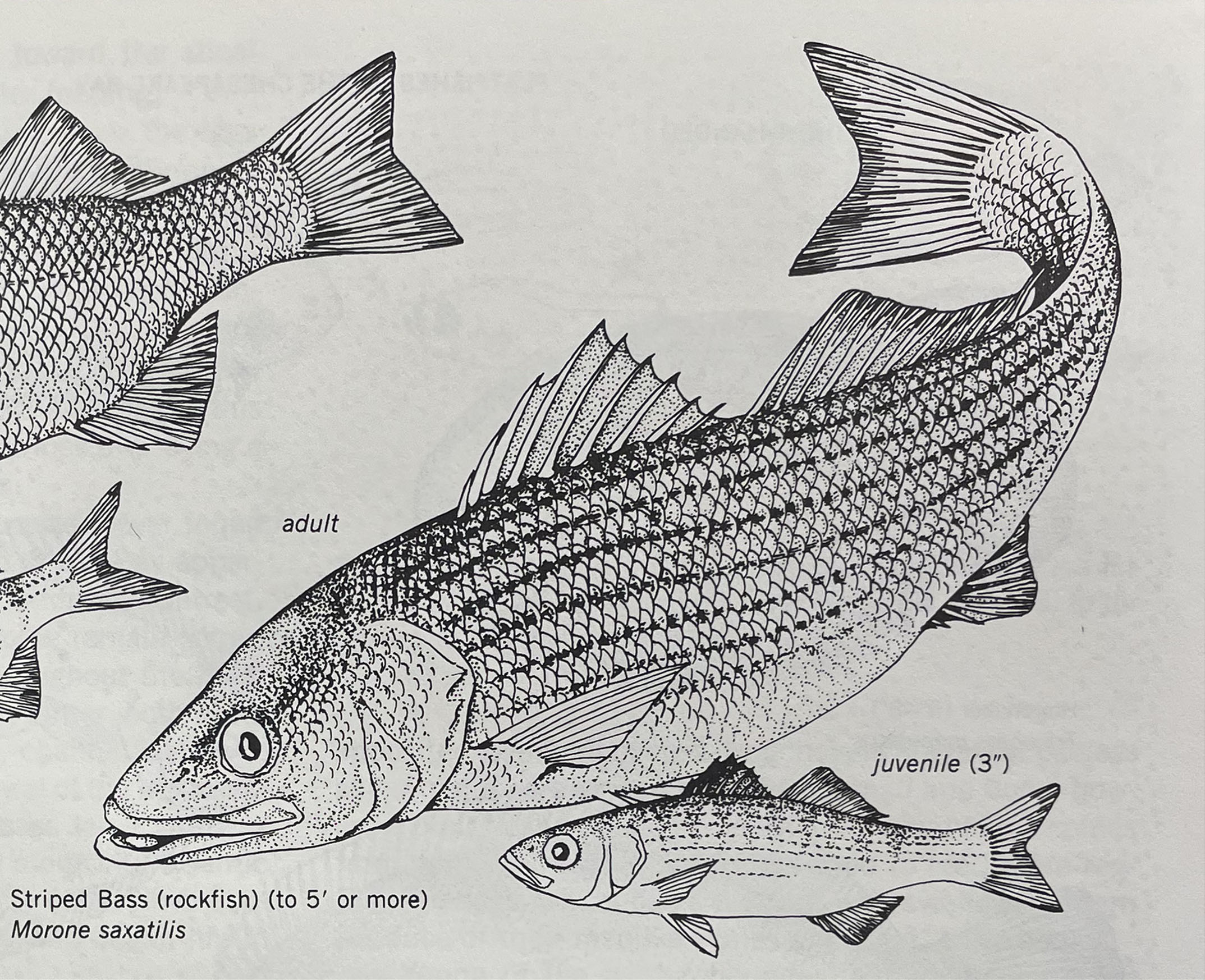 Striped Bass, or Rockfish, Maryland's state fish