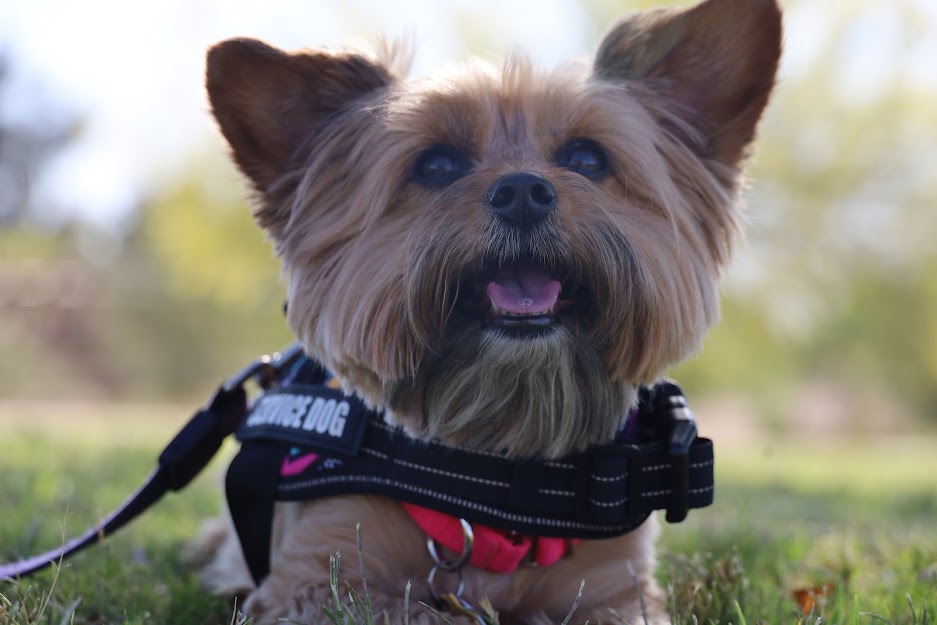 Mia, wearing a red collar and a black Service Dog harness