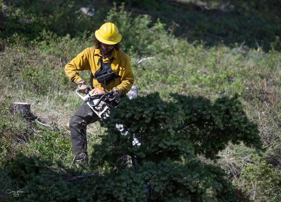 Lanning, wearing protective gear, cutting a tree using a chainsaw. 