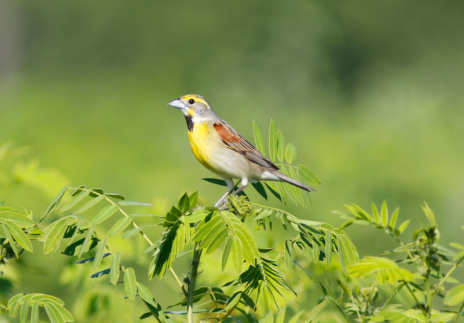 Dickcissel