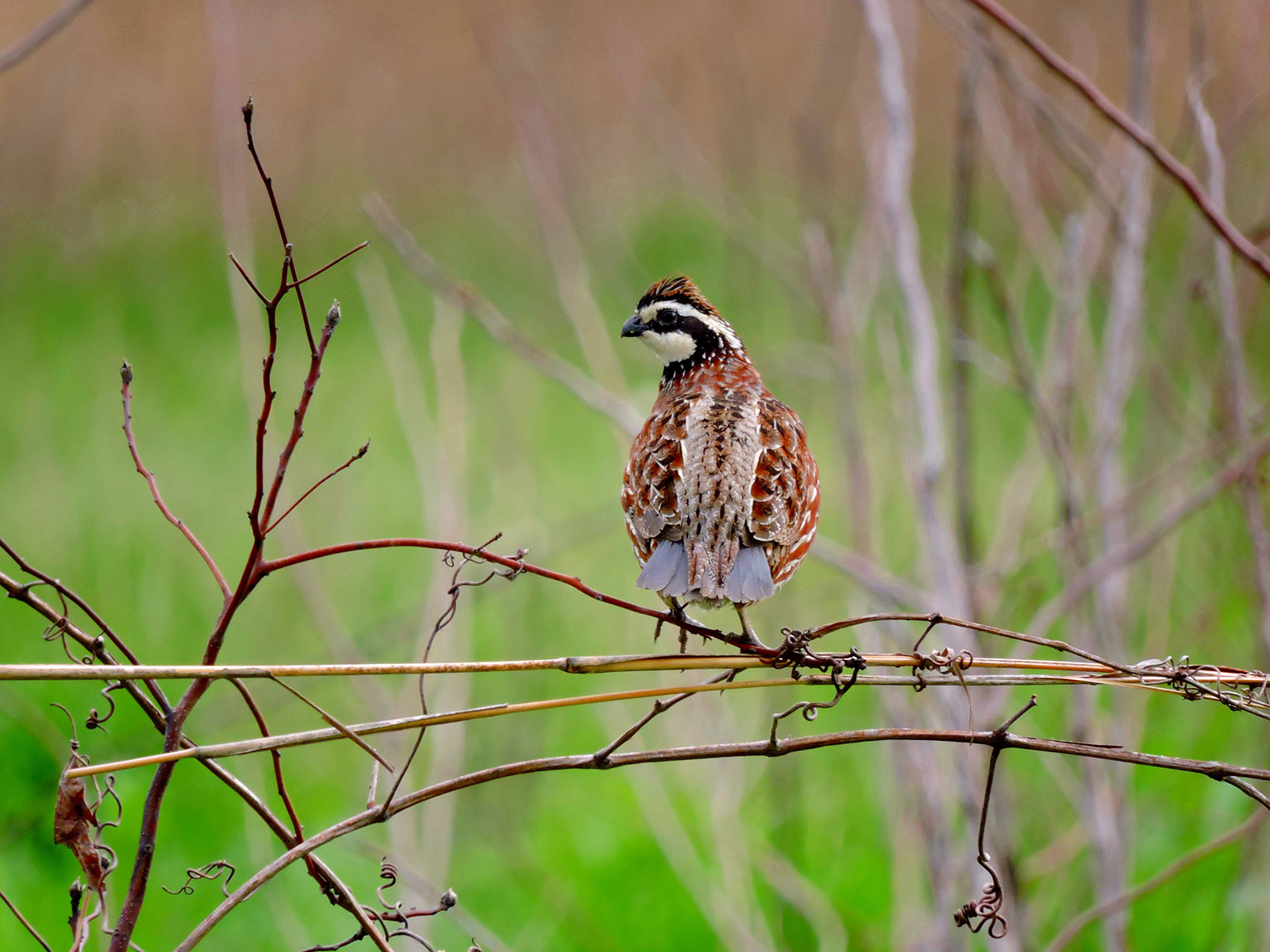 Northern Bobwhite Quail